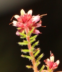 Erica radicans