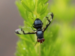 Herina lacustris
