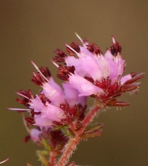 Erica radicans