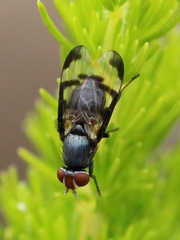 Herina lacustris