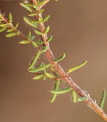Erica radicans