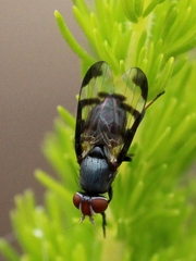 Herina lacustris
