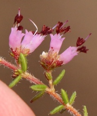 Erica radicans