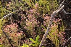 Erica radicans