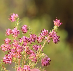 Erica radicans