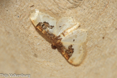 Idaea mustelata