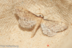 Idaea infirmaria