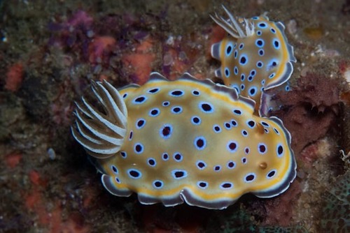 Goniobranchus geminus
