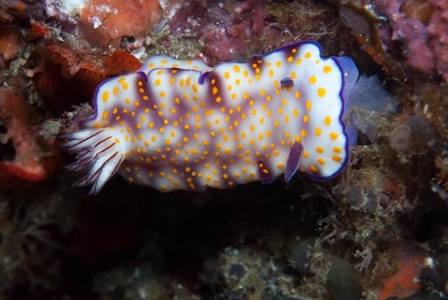 Dottyback Split-tooth Dorid