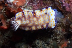 Hypselodoris pulchella