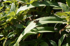 Torbenlarsenia gemella