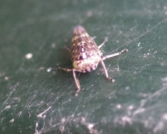 Stenidiocerus poecilus