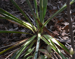 Yucca pallida