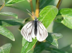 Pieris angelika