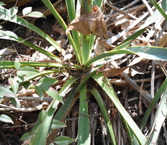 Yucca pallida