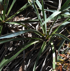 Yucca pallida