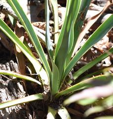 Yucca pallida