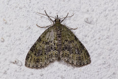 Acasis viretata