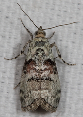 Pococera humerella