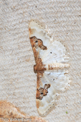 Idaea mustelata