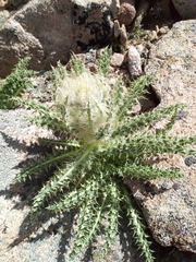 Cirsium scopulorum