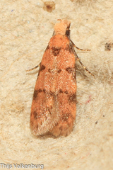 Symmoca tofosella