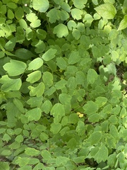 Thalictrum clavatum