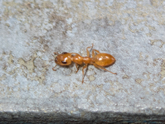 Gesomyrmex howardi