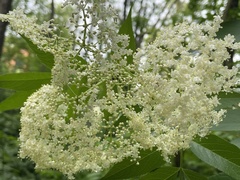 Sambucus canadensis