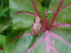 Hyperolius riggenbachi