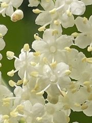 Sambucus canadensis