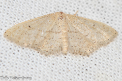 Idaea belemiata