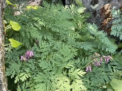 Dicentra eximia