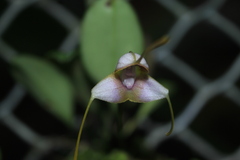 Masdevallia purpurella