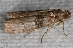 Tlascala reductella