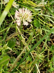 Bombus ternarius