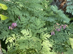 Dicentra eximia
