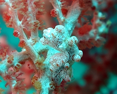 Hippocampus bargibanti