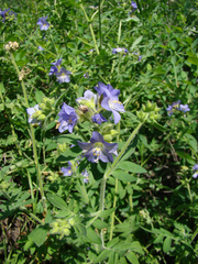 Polemonium foliosissimum