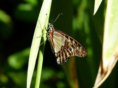 Graphium angolanus baronis