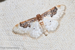 Idaea mustelata