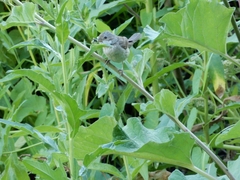 Curruca communis