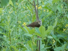 Curruca communis