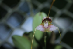 Masdevallia purpurella