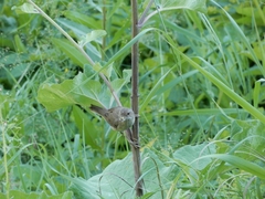 Curruca communis