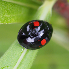 Coccinellidae