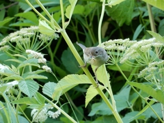 Curruca communis