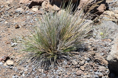 Deschampsia nubigena