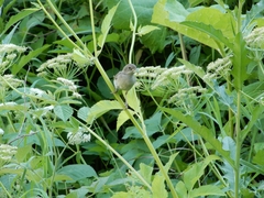 Curruca communis