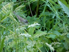 Curruca communis